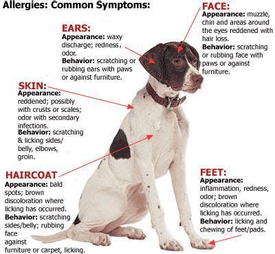 Can Chicken Cause Allergies In Dogs