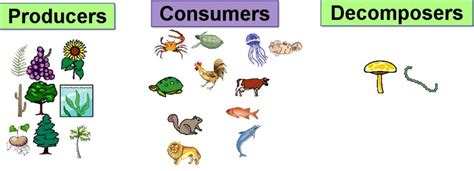 food chain producers - Clip Art Library