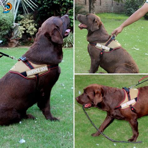 K9 Service Dog Harness | Strong, Adjustable, Easy Grip K9 Harness