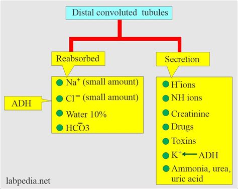 Renal Functions:- Part 1 - Renal Functions and Renal parameters ...