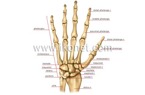 human anatomy bones of the hand