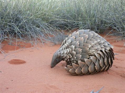 Giant Pangolin Facts, Size, Habitat, Lifespan, Diet, Pictures