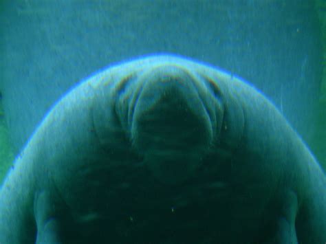 big fat beautuful manatee | How can you not adore him? | Flickr