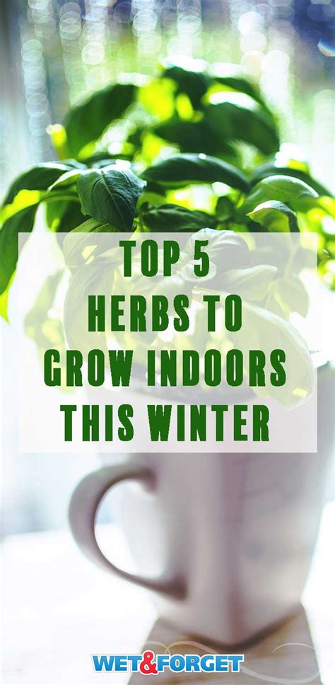 Yum! 5 Scrumptious Herbs You Can Grow Indoors This Winter | Life's ...