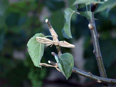 Grafting Plants Techniques, Ideas, Tips, and Secrets | Gardening Tips