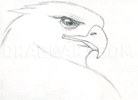 How To Draw A Realistic Eagle, Golden Eagle, Step by Step, Drawing Guide, by finalprodigy ...