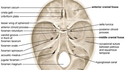 Cribriform Plate Of Ethmoid Bone Location In Human Head Outline Diagram | ubicaciondepersonas ...