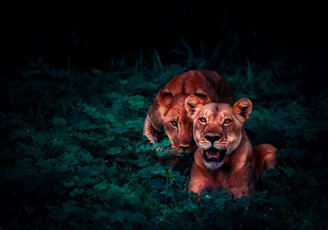 Download Stare Cub Baby Animal Animal Lion HD Wallpaper by 12019