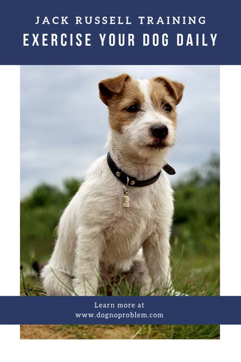 Jack Russell Training 2022 - How To Train A Jack Russell Successfully (Fast Methods!)