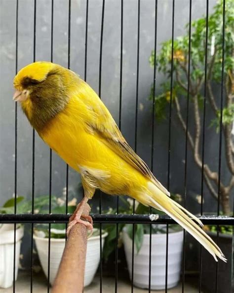 9 Birds That Are Super Easy to Train (With Photos) - Bird Nature