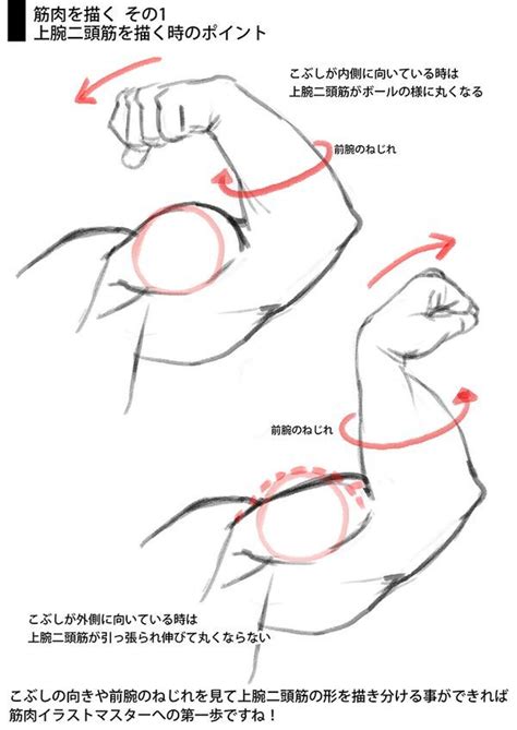 Biceps and flexes. | Anatomy reference, Body reference drawing, Anatomy drawing