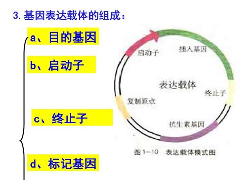 基因工程的基本操作程序3)_word文档在线阅读与下载_免费文档