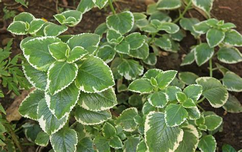 Variegated Cuban Oregano - Bad Flavor! | The Survival Gardener