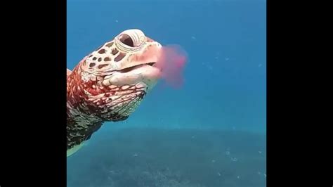 turtle eating jellyfish - YouTube