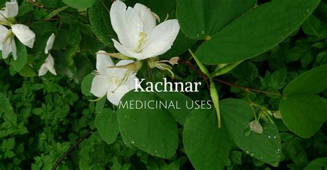 kachnar medicinal uses | Plants healthy benefits | Pinterest ...