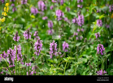 Botanical collection of medicinal plants and herbs, Betonica or Stachys ...