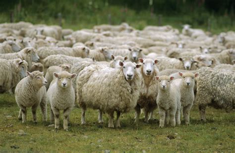The Scandal Of Shepherdless Flocks | internetmonk.com