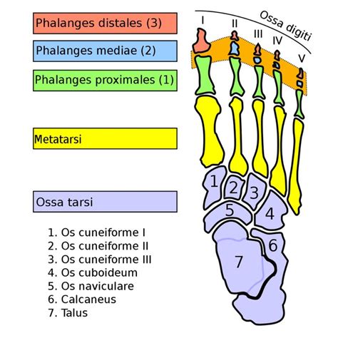 meta phalanx - Google Search in 2020 | Human anatomy and physiology ...