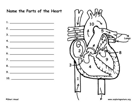 Heart Anatomy And Blood Flow Worksheet | Anatomy Worksheets