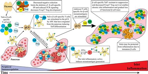 Frontiers | Type 1 Diabetes: A Chronic Anti-Self-Inflammatory Response