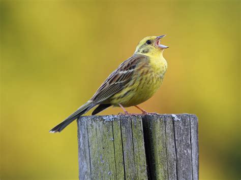 Yellowhammer Bird Facts (Emberiza citrinella) | Birdfact