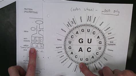 Using a codon wheel - YouTube