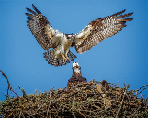 The Triumphant Return of Michigan’s Ospreys | Audubon Great Lakes