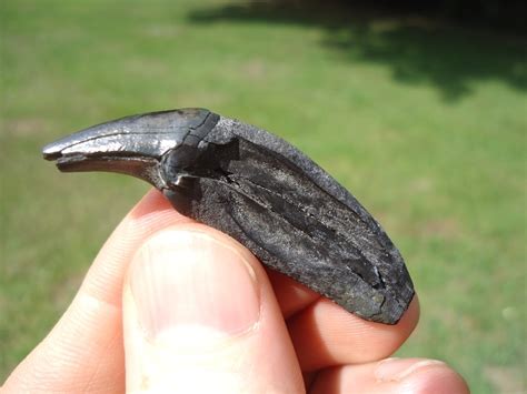 Beyond Rare Homotherium Scimitar-Toothed Cat Incisor | Recently Sold | FOSSILS | Prehistoric Florida