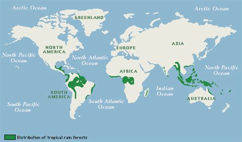 Tropical Rainforest Biome - The Tropical Rainforest