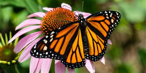 Monarch Butterfly | Nebraska Game & Parks Commission