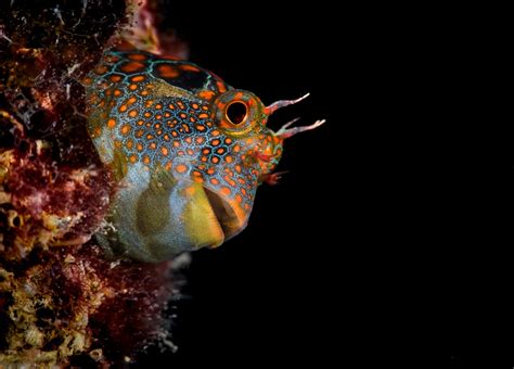 For The Love Of Blenny Fish: One Man's Plea For Marine Habitat In Lauderdale-By-The-Sea | WJCT NEWS