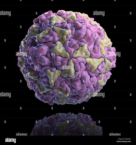 Human Rhinovirus Diagram