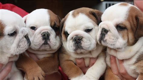 45+ Bulldogs As Family Pets - l2sanpiero