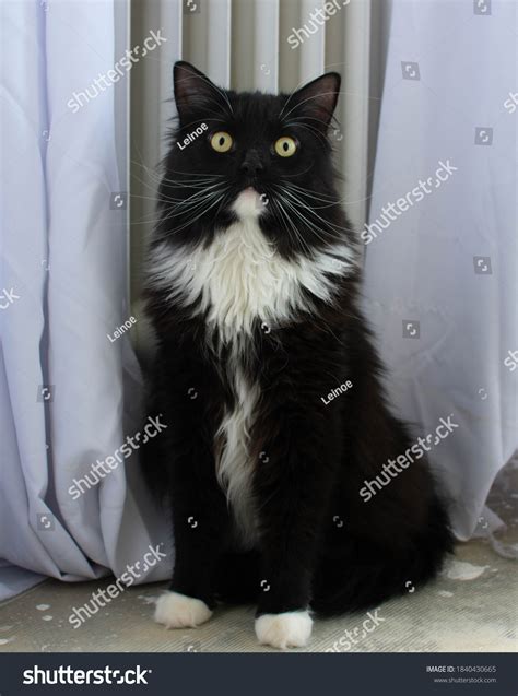 Black White Half Persian Cat Stock Photo 1840430665 | Shutterstock