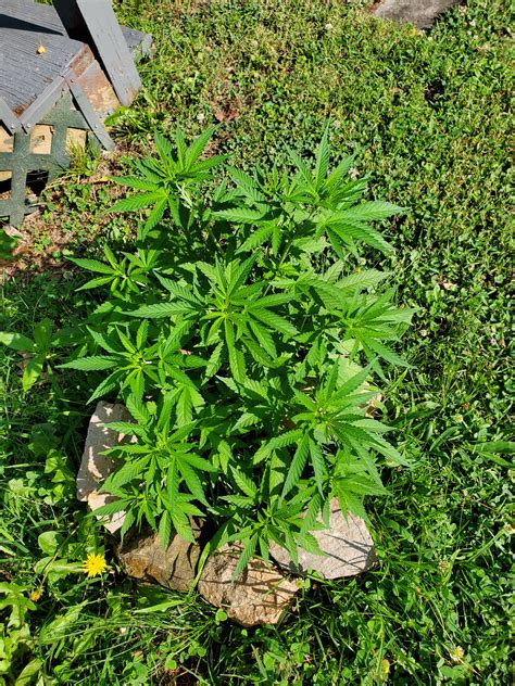 New grower grow blog - GrowWeedEasy.com Cannabis Growing Forum