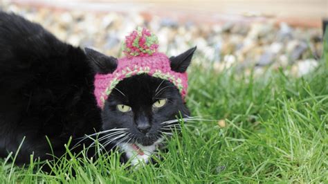 Gatos en sombreros, 30 maneras divertidas de personalizar a su mascota