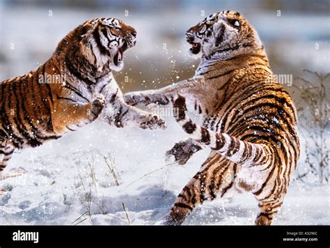 Siberian Tigers Fighting China Stock Photo - Alamy