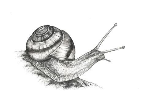 Realistic Snail Drawing at PaintingValley.com | Explore collection of Realistic Snail Drawing