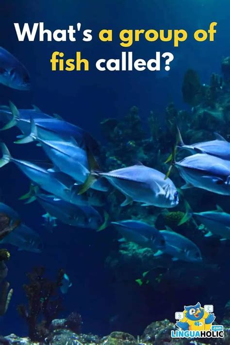 "A Group of Fish" is Called? — The Definitive Answer