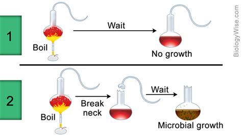 Pasteur's Swan Necked Flask Experiment / Pasteur's Experiment | HowStuffWorks / Dust in air was ...