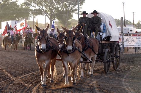 Statement from Bishop Mule Days regarding COVID-19 – Mule Days, Bishop, CA