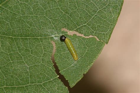 Wild Utah photos of Long-tailed Skipper, Hesperidae Perginae Urbanus ...