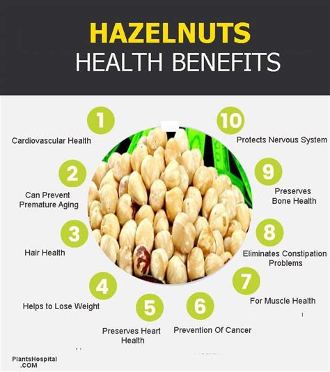 Hazelnuts: Health Benefits & Nutrition Facts, Can You Eat Hazelnuts?