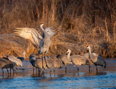 Grand Island Convention & Visitors Bureau : Events : Spring Migration