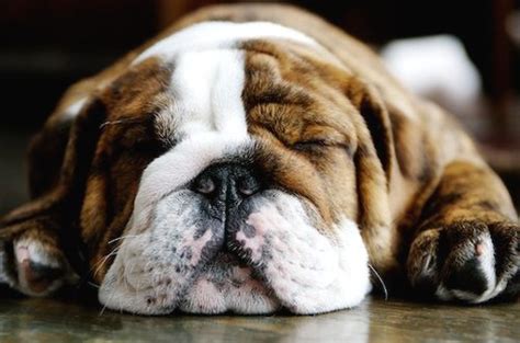 sleeping Bulldog Puppy.jpg (1 comment)