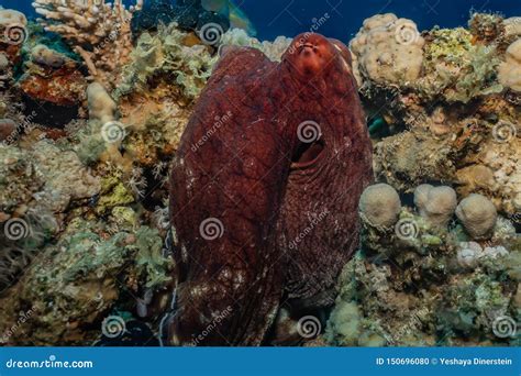 Octopus King of Camouflage in the Red Sea Stock Photo - Image of giant ...