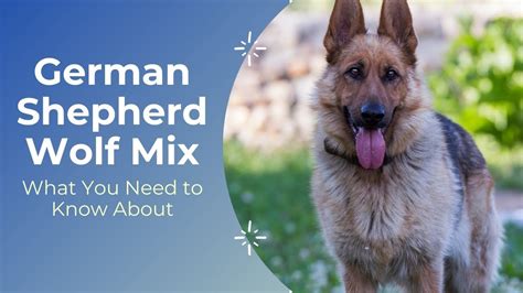 This is What You Need to Know About the German Shepherd Wolf Mix - YouTube