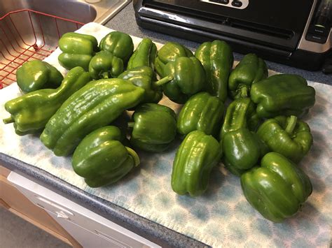 Today’s bell pepper harvest. Ready to cut up for flash freezing. : r ...