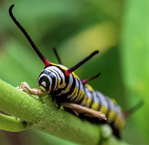 Queen butterfly caterpillar Photograph by John Ruggeri - Pixels