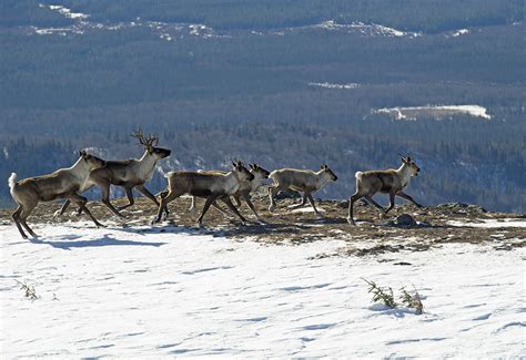 BC government won't protect endangered caribou habitat | Wilderness Committee